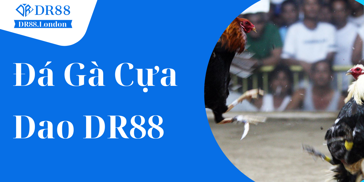 Đá Gà Cựa Dao DR88 – Bí Quyết Chọn Chiến Kê Chuẩn Thắng Lớn